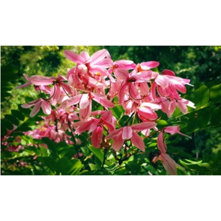 🌸เมล็ดต้นชัยพฤกษ์ ดอกสีสวย ไม้เศรษฐกิจ จำนวน 10 เมล็ด 🌸