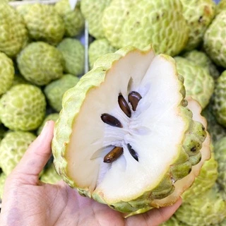 น้อยหน่าเพชรปากช่อง‼️ เม็ดน้อย เนื้อเยอะ ( 🌟พร้อมส่ง ! ) หวานๆ เก็บสดจากสวน💯 ไซต์เล็ก 4-5 ลูกโล