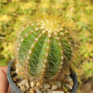 ต้นกระบองเพชร กลีบมะเฟือง ไม้เพาะเมล็ดทุกต้น Porodia magnifica #cactus #แคสตัส