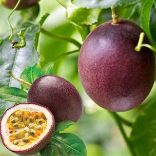 เสาวรส🎯ถูกที่สุด 10บ.📌เมล็ดพันธุ์เสาวรส 20 เมล็ด🎈งอกง่าย🌱โตไ…