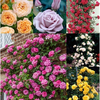 30 เมล็ด กุหลาบ สายพันธุ์ อังกฤษ เลื้อย คละสี ดอกใหญ่ Climbing Rose Seeds นำเข้าพร้อมคู่มือ