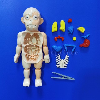 โมเดลหุ่นจำลอง Human body model โมเดลอวัยวะ Anatomy กายวิภาค ศึกษา ตับ ไต ไส้ พุง