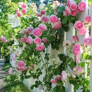 กุหลาบเลื้อยอังกฤษ สีชมพู🎯ถูกที่สุด 10 บ.📌10 เมล็ด🌱งอกง่าย🎈พุ่มใหญ่🌱ดอกดกสวย