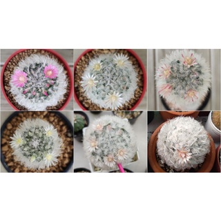 เมล็ดแคคตัสแมมขนแกะ จำนวน 20 เมล็ด Mammillaria bocasana v. multilanata (เก็บใหม่ๆของปีนี้)