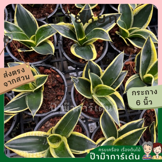 มุมมอง 2