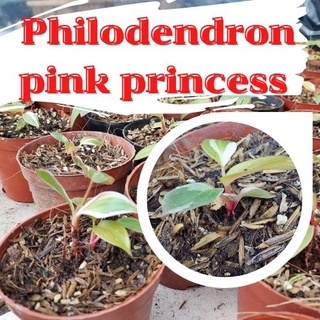 1 กระถาง ต้นพิงค์ปริ้นเซส Philodendron pink princess พิ้งปริ้นเซส เจ้าหญิงสีชมพู คละต้นจัดส่งพร้อมกระถาง