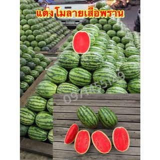 ใหม่! เมล็ดแตงโม เสือพราน แบ่งบรรจุ 30-45เมล็ดเนื้อหวานเปลือกบางสีแดงสวย