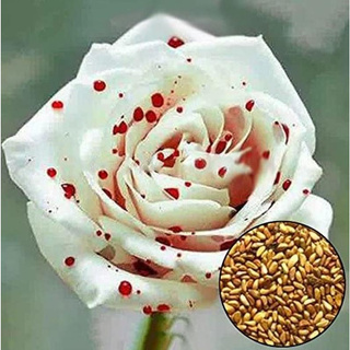 30 เมล็ด เมล็ดพันธุ์ กุหลาบ กุหลาบสีเลือด White Blood Rose Seeds ดอกใหญ่ นำเข้าจากต่างประเทศ พร้อมคู่มือ เมล็ดสด ใหม่