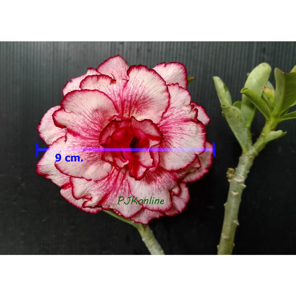 ต้นชวนชม ลายไทย ดอกใหญ่ บานสวย บานทน