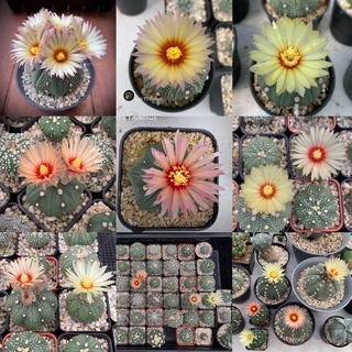 แอสโตรไฟตัม Astrophytum