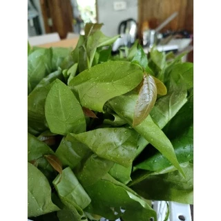 ใบเหลียงสดออแกนิก🌱 ผักปลอดสารพิษ100% 500 กรัม