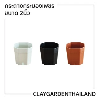 กระถางพลาสติก 2นิ้ว กระถางกระบองเพชร ขนาด 2นิ้ว