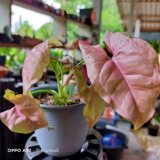 ออมชมพู Syngonium hybrid pink