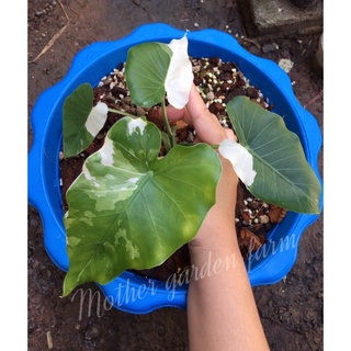 บอนโอกินาว่า Alocasia Okinawa Silver  ด่างเทพทุกใบ ไม้หน่อ🪴กถ 12”