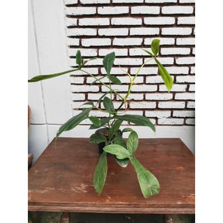 Philodendron 69686 ฟิโลเดรนดรอน​ ต้นไม้สะสม