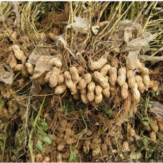 เมล็ดพันธุ์ถั่วลิสงหรือถั่วดิน บรรจุ100เมล็ด