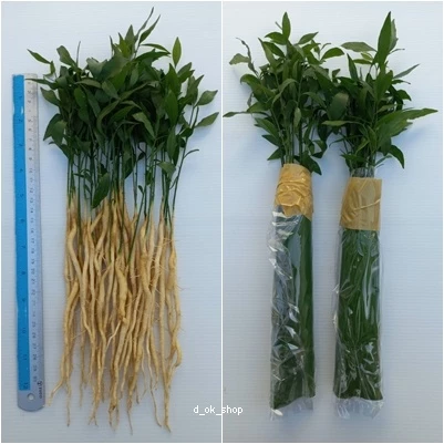(สั่งขั้นต่ำ10งอก) งอกผักหวานป่ายอดเหลือง คัดต้นสวยๆส่ง ระหว่างขนส่งสินค้าเสียหายทางร้านรับผิดชอบทุกกรณีจ้า