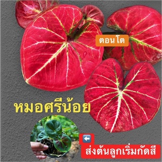 หมอศรีน้อย บอนสี ตับหมอ ที่หลายคนหาสะสมกัน ส่งต้นลูกเริ่มกัดสีสวยๆ(จัดส่งทั้งกระถาง)