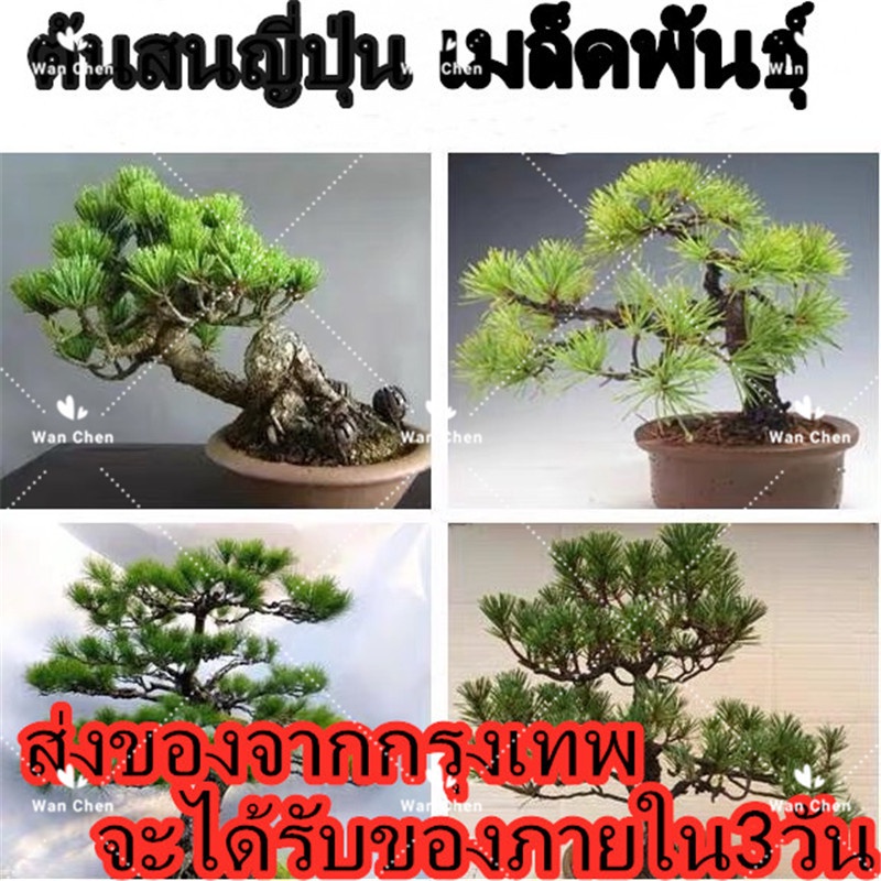 50 เมล็ด/ซอง ต้นสนญี่ปุ่น Japanese White Pine Pinus Seed ต้นไม้แคระ ต้นไม้ประดับต้น ไม้มงคล ต้นสนใบพ