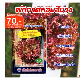 เมล็ดผักกาดหอมสีม่วง Red lettuce ผักสลัดม่วง เมล็ดผักกาดหอม เมล็ดพันธุ์ผักกาดหอม เมล็ดผักสวนครัว ตราภูเขาทอง