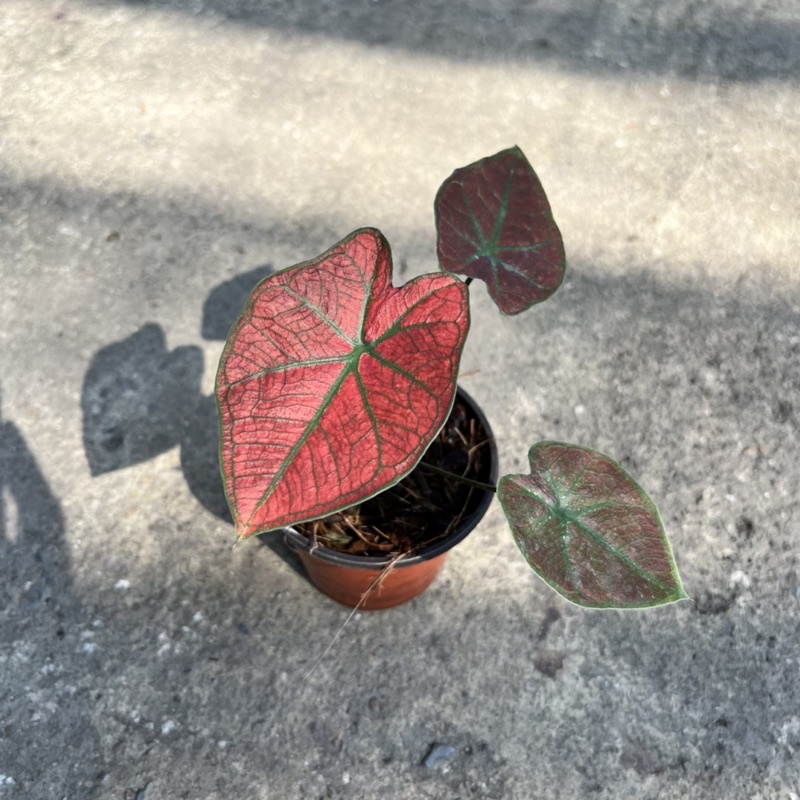 มุมมอง 2