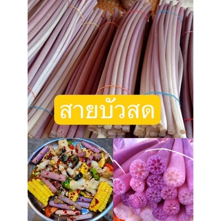 สายบัวสด 1มัด สายบัวเก็บสด ไว้แกงส้ม ตำส้มตำ ยำ แซ่บๆ ต้มกะทิ