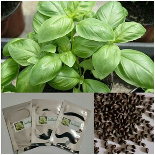 เมล็ดโหระพาใบใหญ่ - Italian Large Leaf Sweet Basilบรรจุชุดละ 200+ เมล็ด