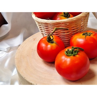 มะเขือเทศโทมัส Thomas Tomatoes