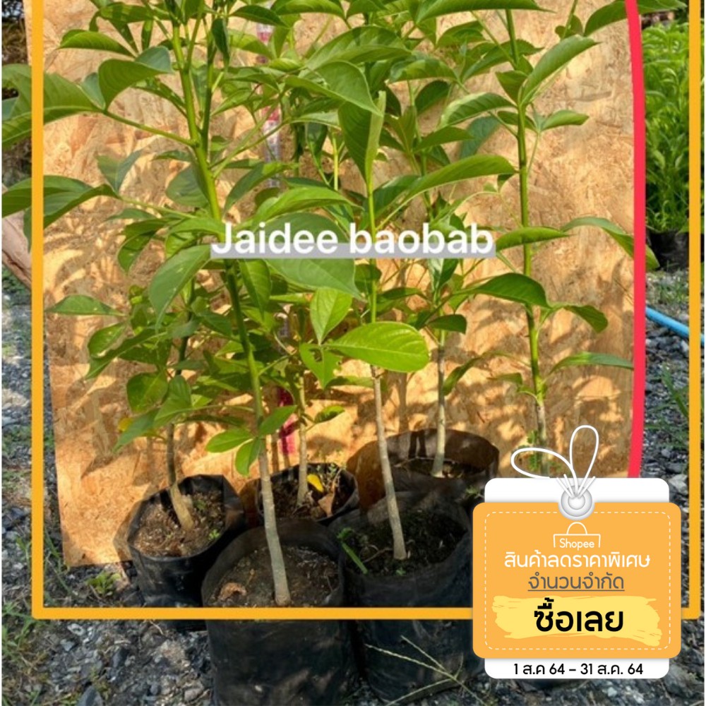ต้นเบาบับต้นกล้าไซส์ใหญ่พร้อมปลูกลงดิน