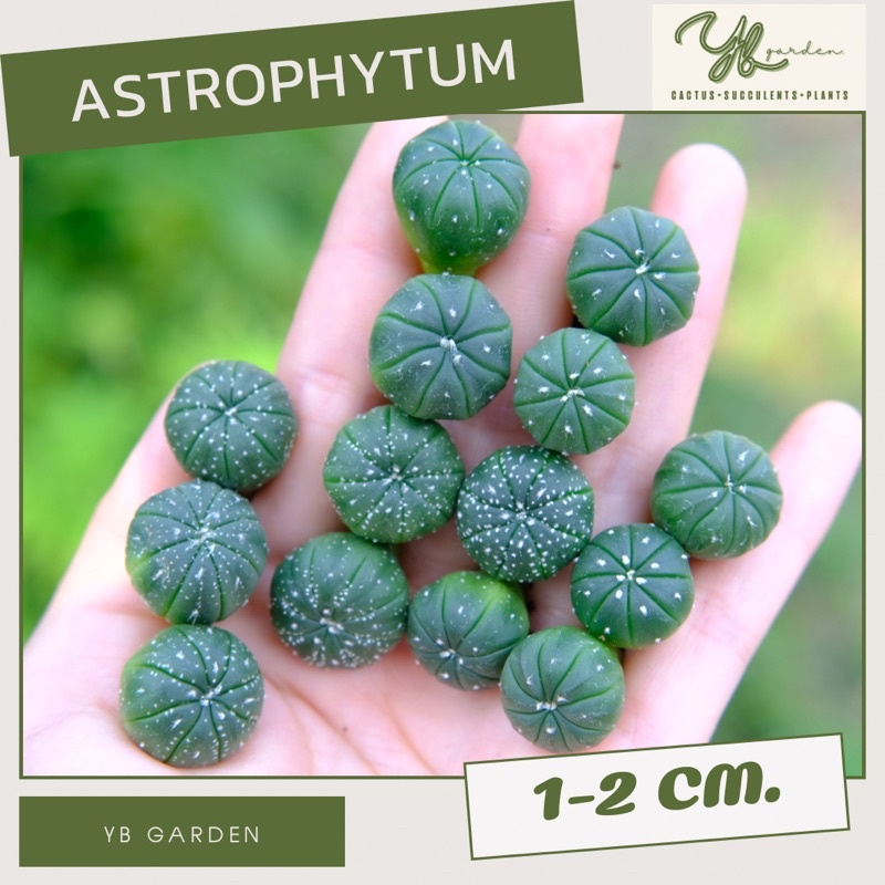 ส่งแบบถอดราก! แอสโตรไฟตัม แอสทีเรียส นูดัม astrophytum asterias nudum 5.5 แคคตัส กระบองเพชร cactus&amp;succulent แอสโตร