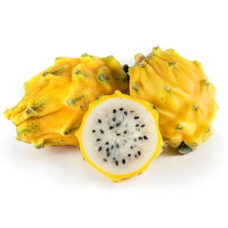 กิ่งพันธุ์แก้วมังกรเหลืองเอกวาดอร์ Yellow Dragon fruit from Ecuador จากเมือง Palora ตรงตามสายพันธุ์แท้ 100%