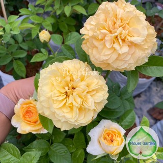 Flower Garden F568 กุหลาบ สีเหลือง ดอกหอมมาก!! กลีบเยอะ บานทน กุหลาบพุ่ม