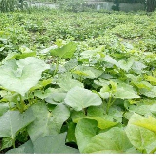 ใบมันหวานญี่ปุ่น​ ผักอินทรีย์ ปลอดสารพิษ(ผัดไฟแดงอร่อยมาก) Sweet Potato Leaves