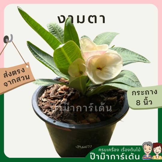 มุมมอง 7