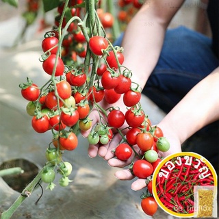 Benih Tomato Ceri Ruby 20pcs/Cherry Tomato/เชอร์รี่มะเขือเทศกุหลาบ/บุรุษ/ขึ้นฉ่าย/เมล็ดพืช/แอปเปิ้ล/บ้านและสวน/เด็ก/​​กร