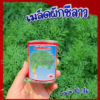 ผักชีลาว 🍃 เมล็ดผักชีลาว 10 กรัม เมล็ดผักสวนครัว เมล็ดผัก เมล็ดพันธุ์ผัก