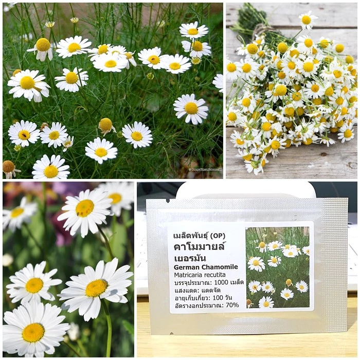 เมล็ดพันธุ์ คาโมมายล์ เยอรมัน (German Chamomile Seed) บรรจุ 1000 เมล็ด คุณภาพดี ของแท้ 100%