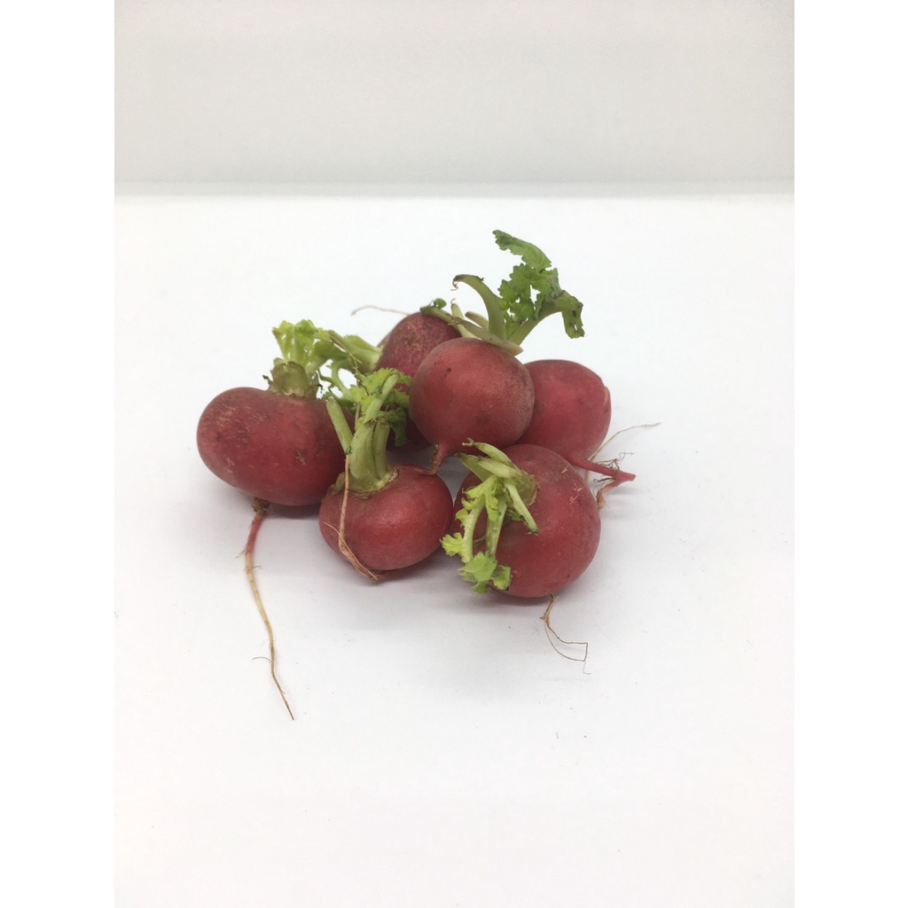 เรดิช Radish - เเรดิช เรดิด สวย สด สะอาด