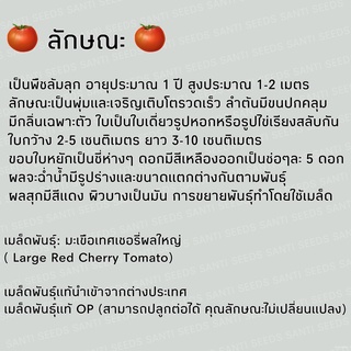 เมล็ดพันธุ์ มะเขือเทศเชอรี่ ผลใหญ่ 50 เมล็ด Large Red Cherry Tomato  เมล็ดพันธุ์แท้ นำเข้าจากต่างประเทศ ปลูกผัก สวนครัว​