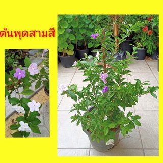 ต้นพุดสามสี #พุดสามสี ต้นพุด กระถาง 11" พุด 3 สี