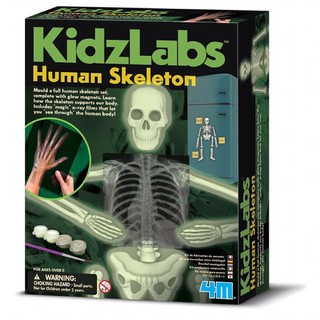 ลิขสิทธิ์แท้💯 DIY ทำโครงกระดูกเรืองแสง Kids Labs Glow Human Skeleton