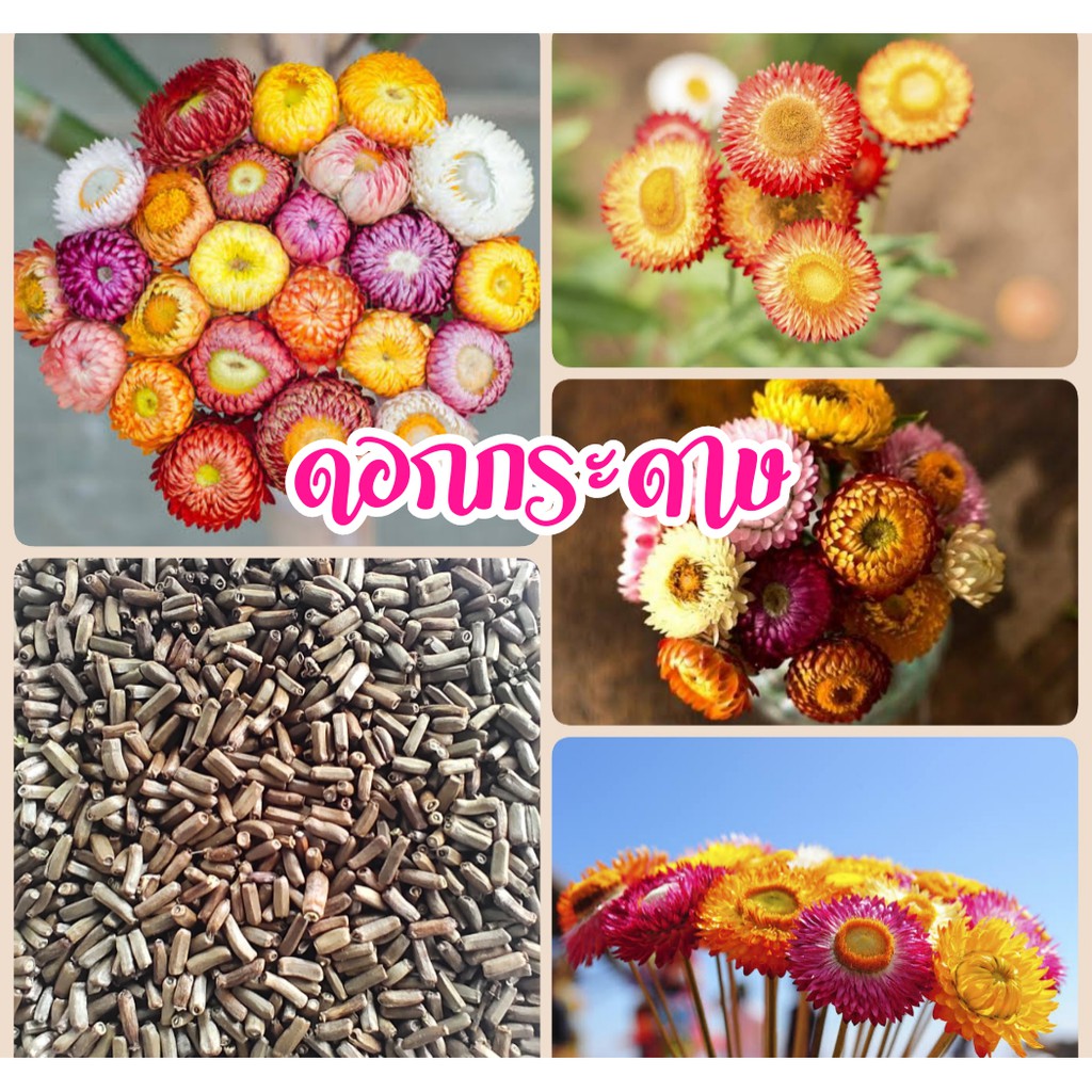 เมล็ดดอกกระดาษ 50 เมล็ด ดอกกระดาษคละสี