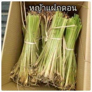 หญ้าแฝกดอน ใบทำไพหญ้ามุงหลังคา 2000ต้น สวยๆ