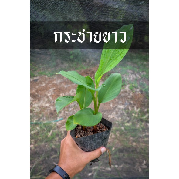 ต้น กระชายขาว ต้นสวยพร้อมปลูก ลงดินไว้กินไว้ใช้อุ่นใจเด้อพี่น้อง