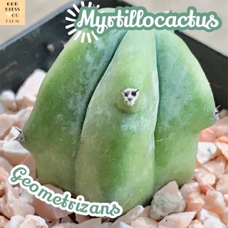 [ตอบลู] Mytillocactus Geometrizans ส่งพร้อมกระถาง แคคตัส Cactus Succulent Haworthia Euphorbia ไม้หายาก พืชอวบน้ำ ไม้หนาม