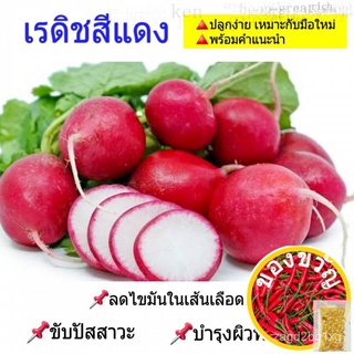 Red Radish 50 seed เมล็ดผักสวนครัว เรดเรดิช หัวไชเท้าแดง เมล็ดพันธุ์ผัก พร้อมคำแนะนำการเพาะเมล็ด ปลูกง่าย手链/向日葵/儿童/上衣/เม