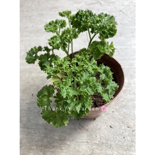 ต้นพาสเล่ย์ พาสลีย์ 🪴 กระถาง 4 นิ้ว Organic Parsley Plant 4 inch Pot 🪴#Herb