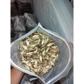 (ไม่ส่ง ตจว.) แมลงสะดิ้ง น้ำหนัก1 กิโลกรัม ตัวใหญ่ๆไข่แน่นๆ …