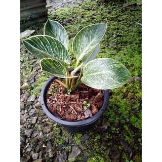 ☘ Philodendron Birkin ☘ ฟิโลเดนดรอน เบอร์กิ้น ฟิโลเบอกิ้น หรือ ต้นมหาลาภ ฝอกอากาศ ประดับตกแต่งสวน ร้านมุมโปรด