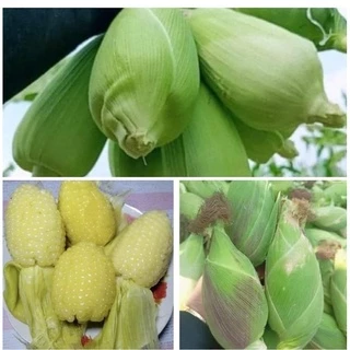 💥พร้อมส่ง💥 เมล็ดข้าวโพดแคระ เมล็ดพันธุ์ข้าวโพดข้าวเหนียวแคระ
